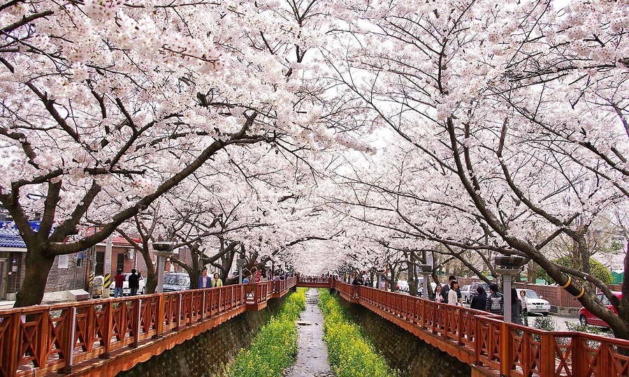 Công viên YEOUIDO mùa hoa anh đào
